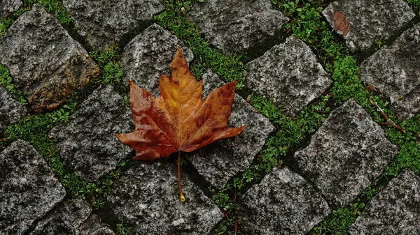 石畳の床の上の湿った葉 — ストック写真
