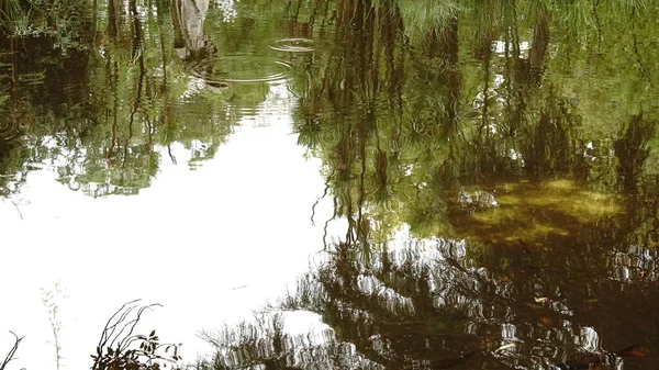 Reflexão Floresta Lago — Fotografia de Stock