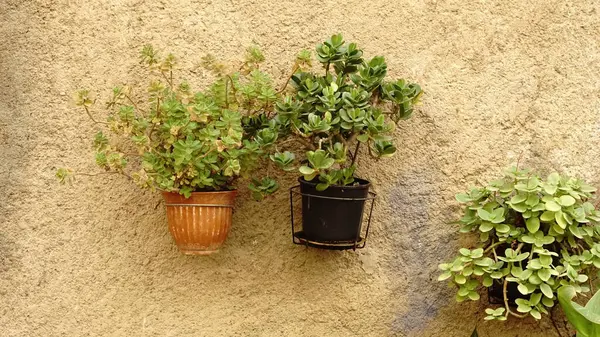 Plantas Vaso Penduradas Uma Parede Rústica — Fotografia de Stock