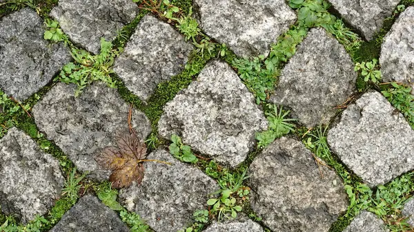 新鲜苔藓之间的鹅卵石地面 — 图库照片