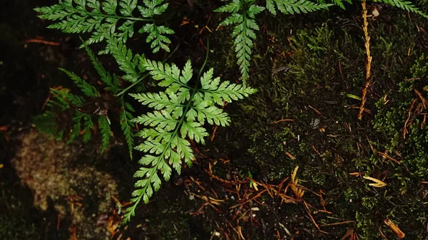 湿森林中的蕨类植物 — 图库照片
