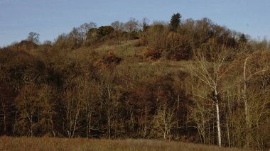 Deciduous tree forest against the sky