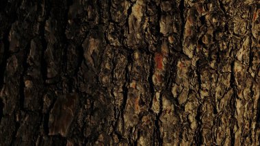 arkaplan olarak ağaç kabuğu dokusu