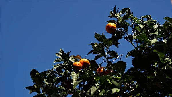orange tree branch against the sun