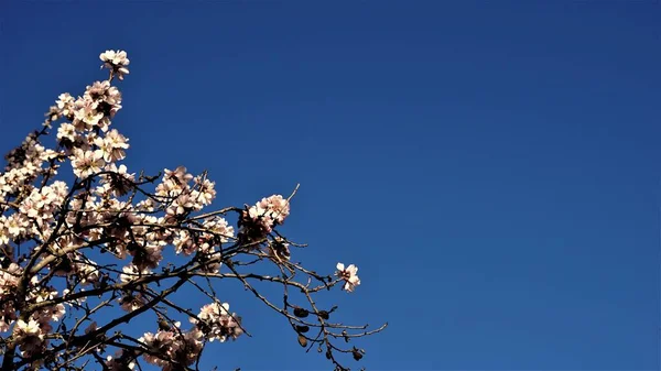 Blossoming Almond Tree Branches Blue Sky Background — 图库照片
