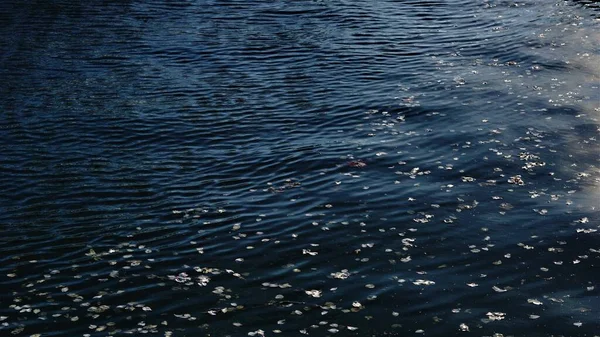 Kelopak Putih Permukaan Air Cair Sebagai Latar Belakang — Stok Foto