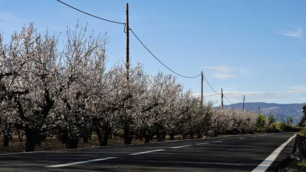 Field Planted Almond Trees Next Road — Stock Photo, Image