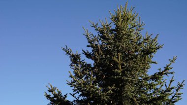 Arkaplan olarak mavi gökyüzüne karşı köknar ağacı