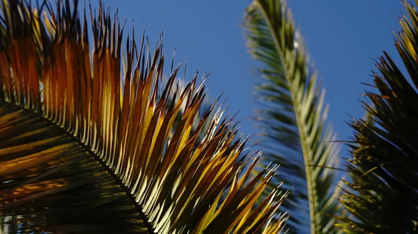 Пальма Листья Голубом Небе Качестве Фона — стоковое фото