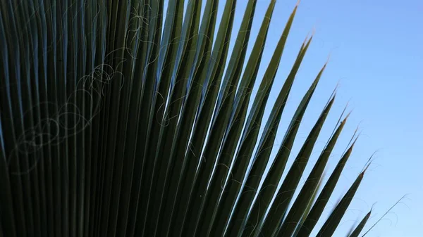 Palm Träd Blad Mot Himlen — Stockfoto
