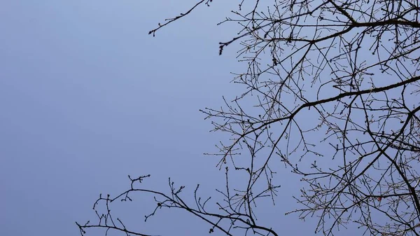蓝天下的无叶枝条 — 图库照片