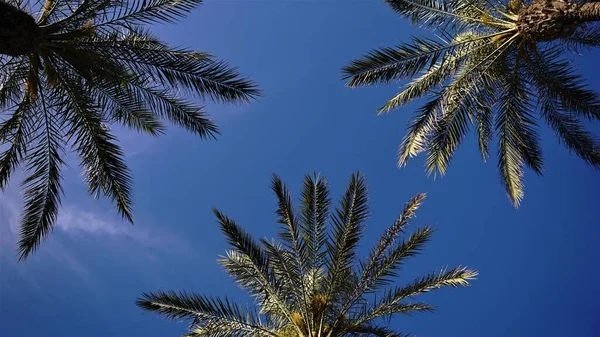 Низкий Угол Пальмы Вершины Против Неба — стоковое фото