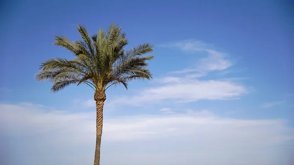 Palm Tree Alone Blue Sky — Stock Photo, Image