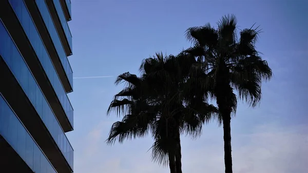 Sylwetka Palm Fasada Szklana Budynku Tle Nieba — Zdjęcie stockowe