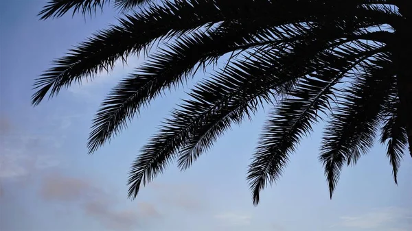 Silueta Palmových Listů Proti Obloze — Stock fotografie