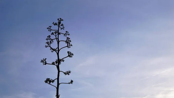 Silhouette Plante Agave Contre Ciel Bleu — Photo