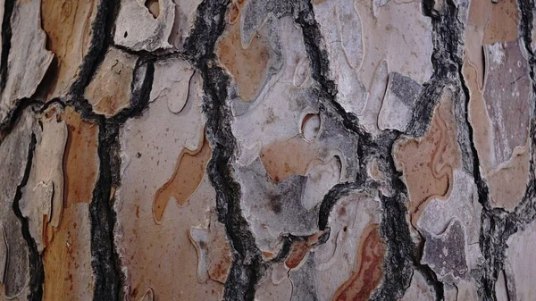 Arkaplan Olarak Ağaç Çamı Kabuğu — Stok fotoğraf