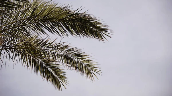 Пальма Листья Против Голубого Неба — стоковое фото