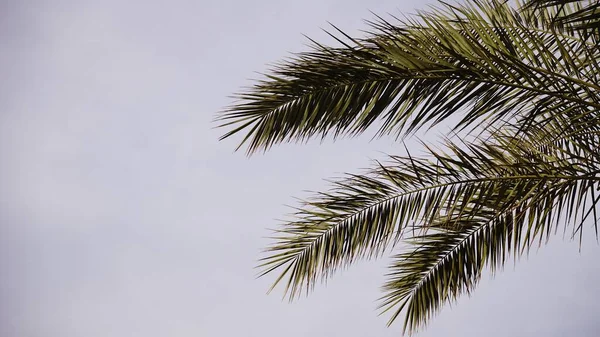 Пальма Листья Против Голубого Неба — стоковое фото