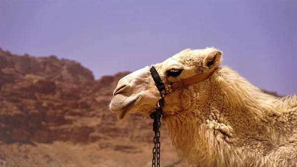 camel head in profile over desert