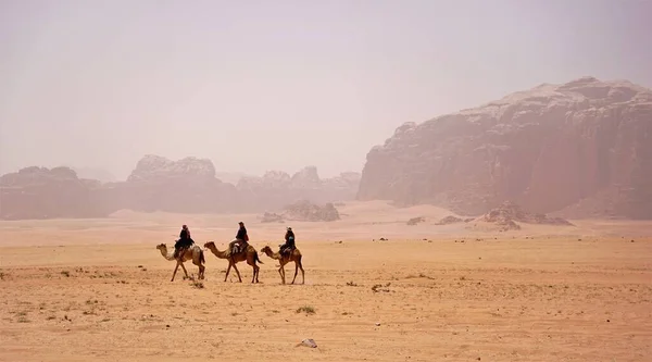 Wielbłądy Spacerujące Pustynnym Piasku — Zdjęcie stockowe