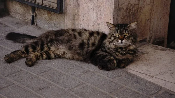 Αδέσποτη Γάτα Χαλαρή Στο Πεζοδρόμιο — Φωτογραφία Αρχείου