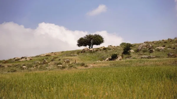 Δέντρο Στο Λόφο Λιβάδι Κατά Συννεφιασμένο Γαλάζιο Ουρανό — Φωτογραφία Αρχείου