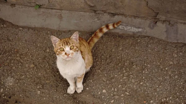 Γάτα Δρόμου Κοιτάζοντας Κάμερα — Φωτογραφία Αρχείου