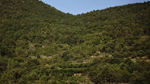 stock image pine forest landscape as background