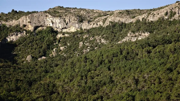 Středozemní Borovice Lesní Krajina Skalnaté Hoře — Stock fotografie