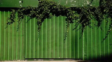 arkaplan olarak yeşil duvara tırmanma tesisi