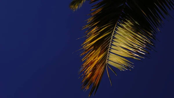 Palm Tree Leaf Lit Sun Blue Sky — Stock Photo, Image