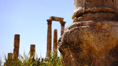 Arkeolojik kalıntıların taşları arasında yetişen bitkiler.