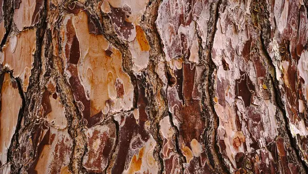 pine tree bark camouflage texture as background