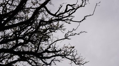 Dalların silueti gökyüzüne karşı