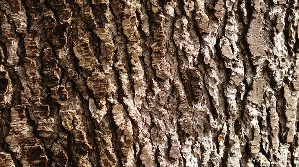 Текстура Шорсткої Поверхні Кори Дерева — стокове фото
