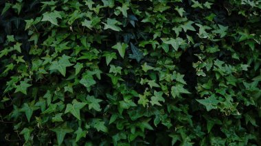 tırmanma bitkisi doku arkaplanı