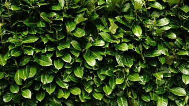 Arkaplan olarak yeşil çalılar