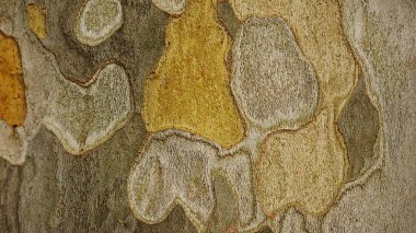 arkaplan olarak ağaç kabuğu