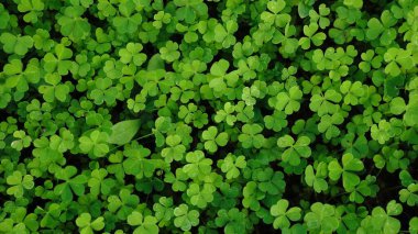 Arkaplan olarak yeşil yoncalar