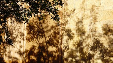 Eski duvardaki ağaç dallarının gölgesi