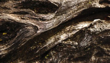 Eski ağaç gövdesinin ahşap dokusu