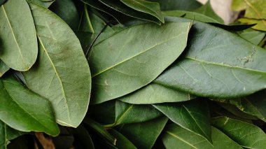 Yeşil bölme arka plan olarak ayrılıyor