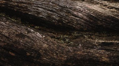 arkaplan olarak koyu ağaç kabuğu teni dokusu