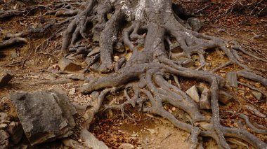 Sonbahar ormanında büyük kayın ağacı kökleri
