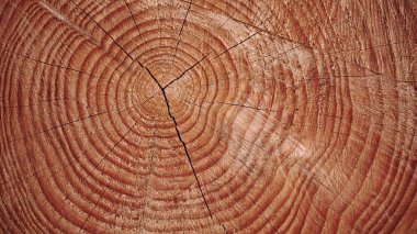 arkaplan olarak ağaç gövdesi halkalarını kes