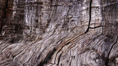 Arkaplan olarak eski dalgalanan gövde dokusu