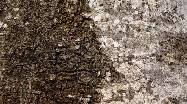 Arkaplan olarak beyaz ve koyu ağaç kabuğu