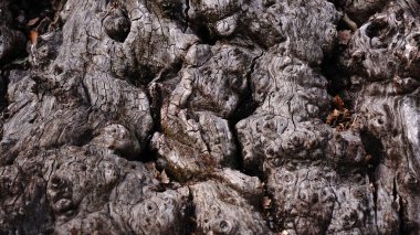 Arka plan olarak eski ahşap kabuklarını sallıyor.