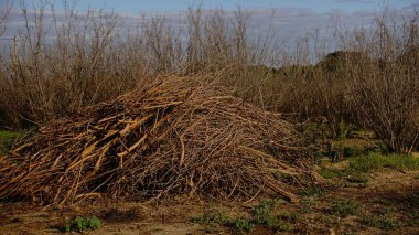 Kır tarafında odun yığını